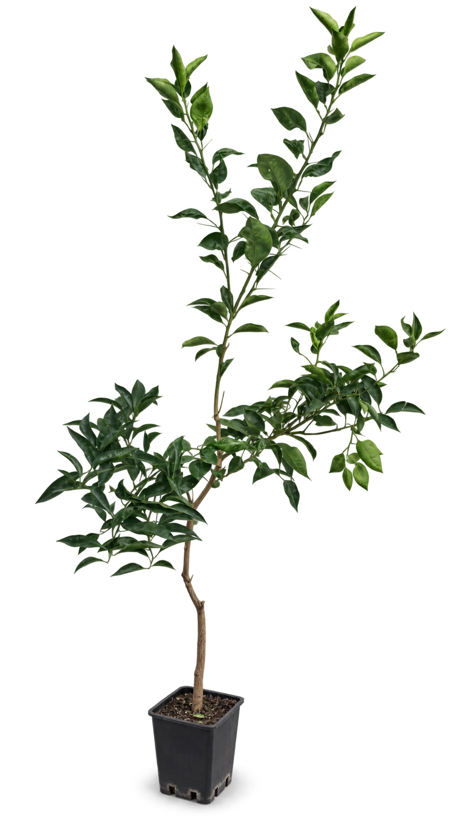 Tarocco Rosso Blutorange 100–120 cm – Citrus sinensis Orangenbaum für Terrasse und Wintergarten