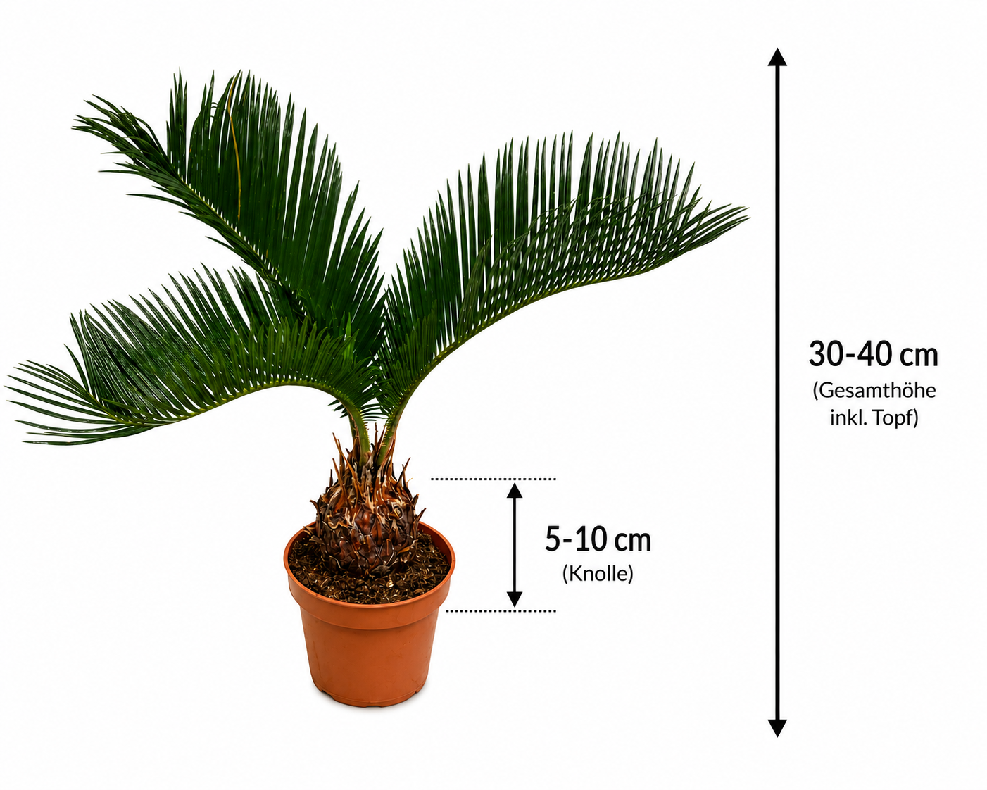 Palmfarn (Cycas revoluta) 30–40 cm – Japanischer Palmfarn mit 5–10 cm Knolle – exotische Zimmer- & Kübelpflanze