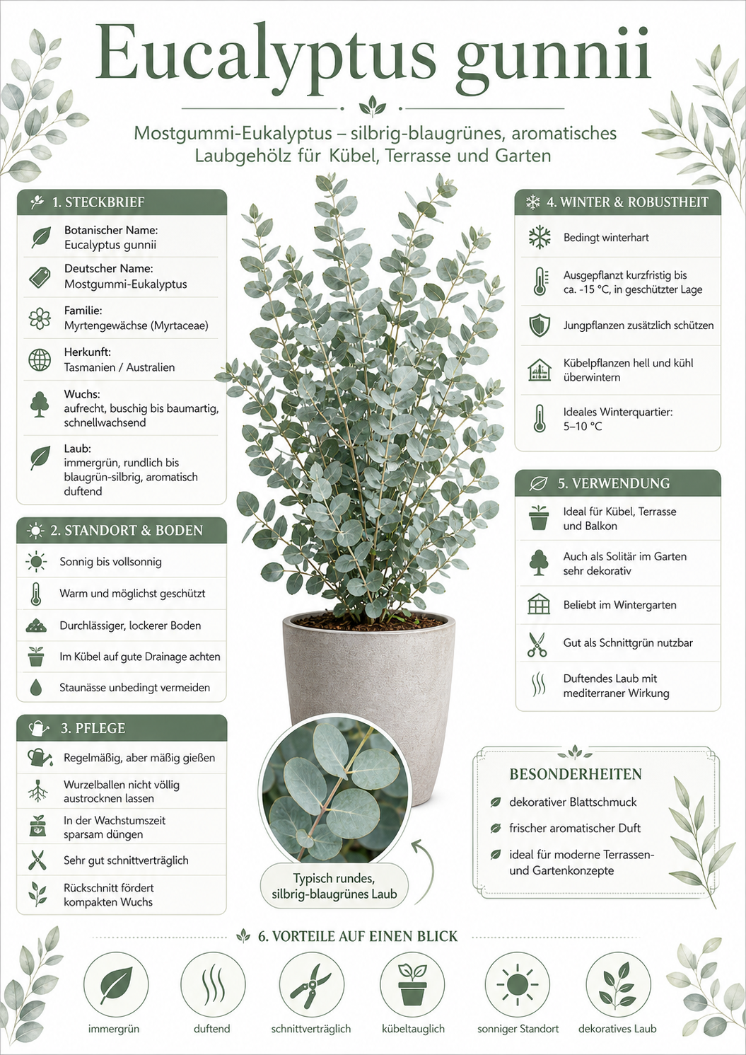 Eucalyptus Cinerea Silver Dollar ca 60 cm Silber Eukalyptus Pflanze Duft Eukalyptus Zimmerpflanze winterhart bedingt