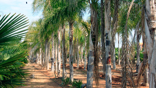 Königinpalme (180-200 cm) – Arecastrum romanzoffianum – Große Zimmerpalme mit 60 cm Stamm