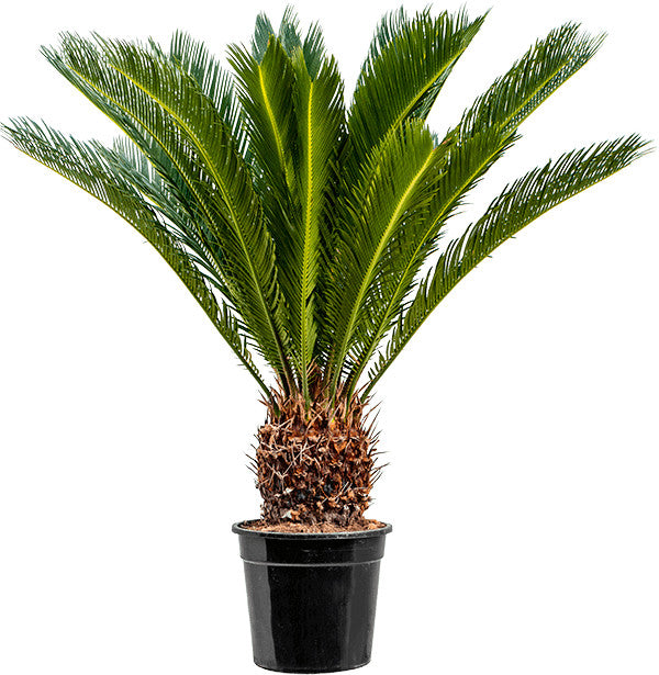 Cycas Revoluta - ca. 80 cm / Stamm ca.30 cm - Exotische Eleganz für Ihr Zuhause