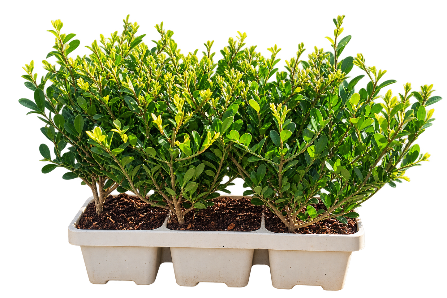 Ilex crenata ‘Jenny’ 6er-Set 20–25 cm – Japanische Stechpalme als immergrüne Heckenpflanze und Buchsbaum-Ersatz