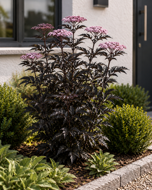Säulen-Holunder 'Black Tower' 40–60 cm – Schwarzer Holunder | Sambucus nigra 'Black Tower' | Dunkellaubiger Zierholunder mit schwarzrotem Laub