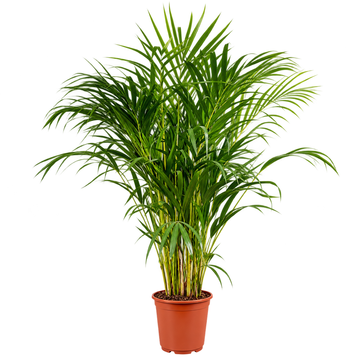 Goldfruchtpalme – Areca-Palme, Dypsis lutescens – immergrüne Zimmerpalme für Wohnzimmer & Büro – ca. 100 cm inkl. Topf