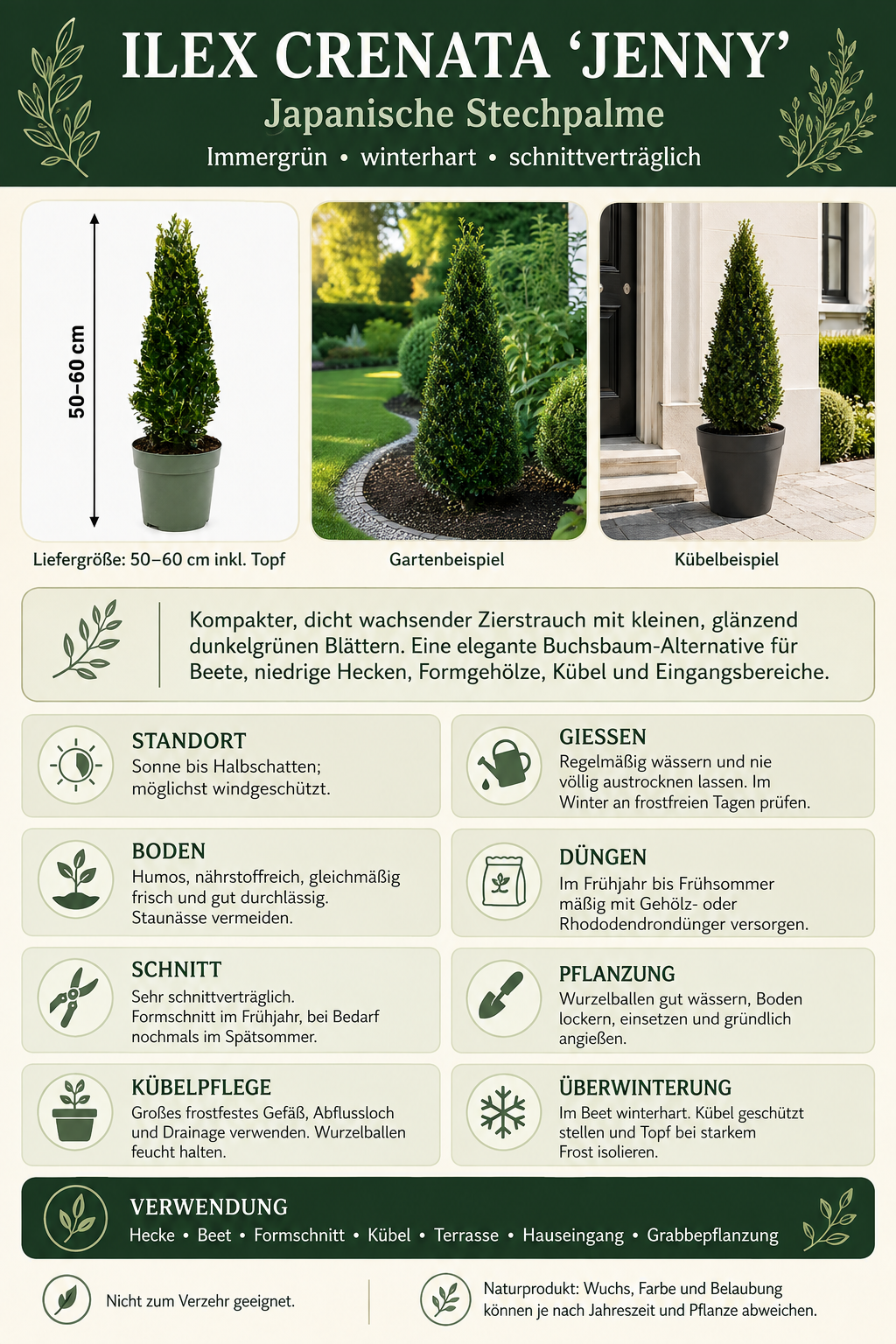 Ilex crenata ‘Jenny’ Pyramide 50–60 cm – Japanische Stechpalme, pflegeleichter Buchsbaum-Ersatz