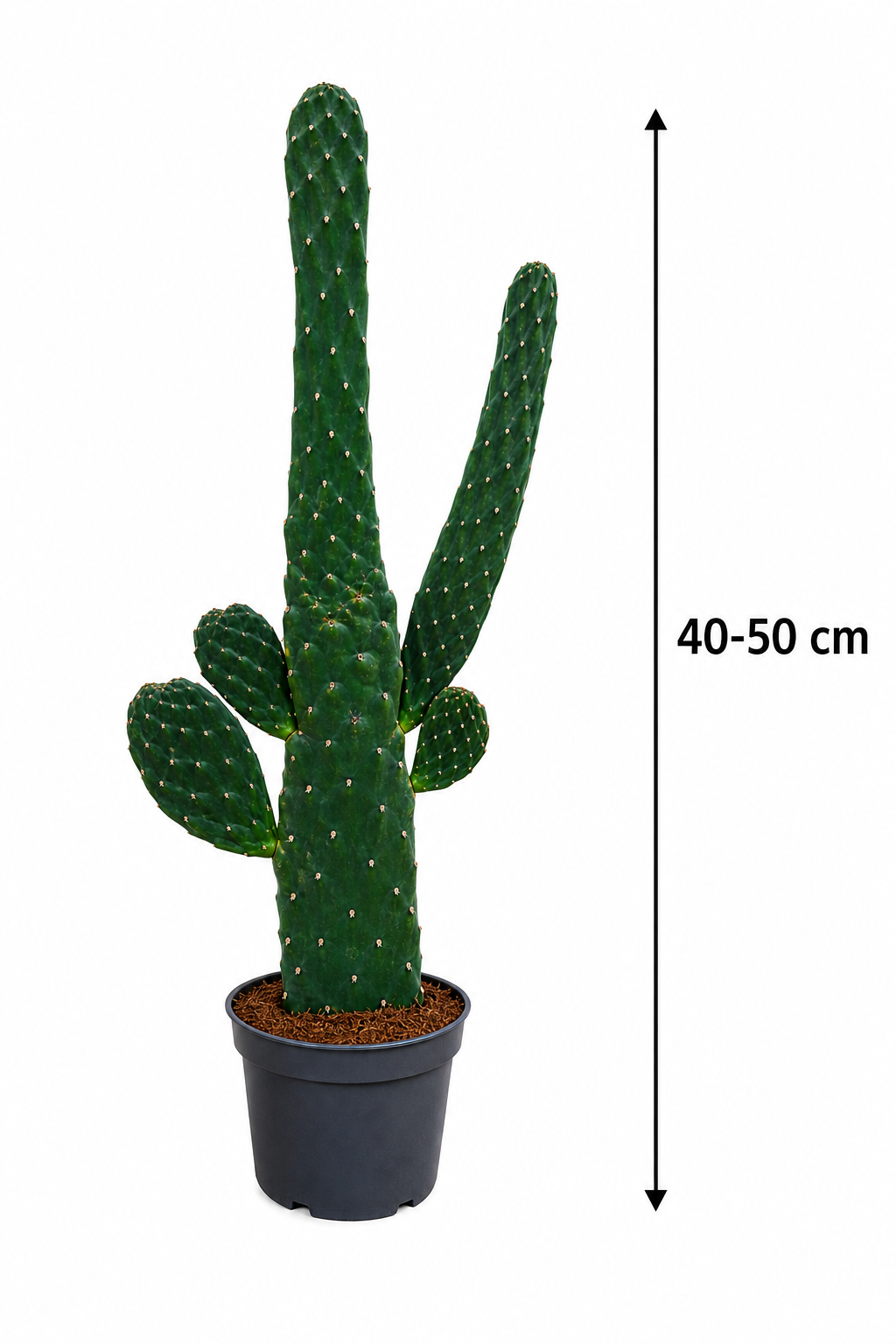 Opuntia Consolea rubescens 40–50 cm – Baumopuntie – exotischer Feigenkaktus & pflegeleichter Kaktus