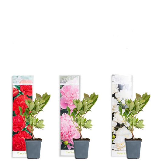 3 Stück Paeonia Mix – Pfingstrose – Strauch – Winterhart – ⌀09 cm -Sarah Bernardt, Alba Plena, Rubra Plena