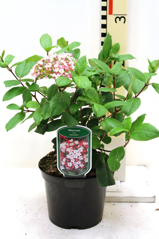 Viburnum tinus 'Gwenllian' ca. 30 cm - Mittelmeer-Schneeball - Ein pflegeleichter Strauch für Ihren Garten