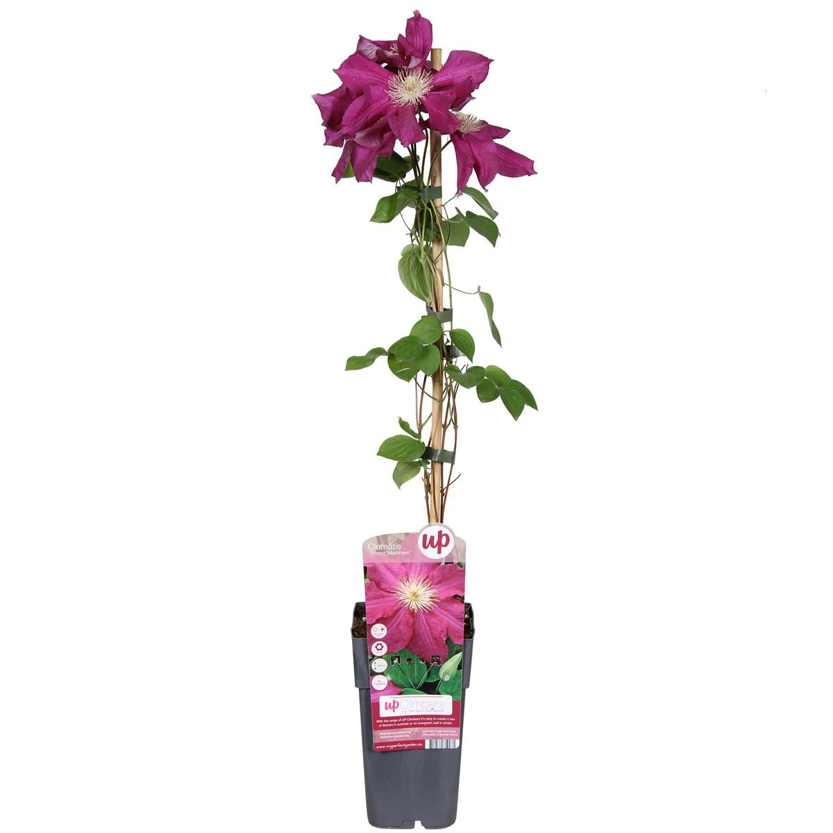 Clematis Ernest Markham 30–50 cm – Großblumige Kletterclematis | Rote Waldrebe für Garten & Balkon