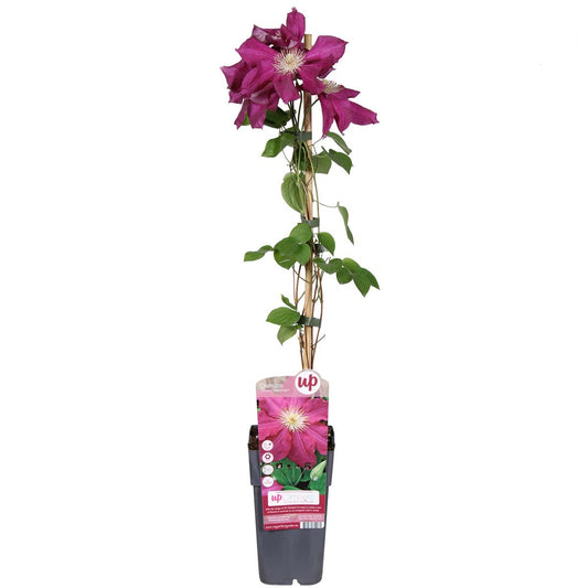 Clematis Ernest Markham 30–50 cm – Großblumige Kletterclematis | Rote Waldrebe für Garten & Balkon