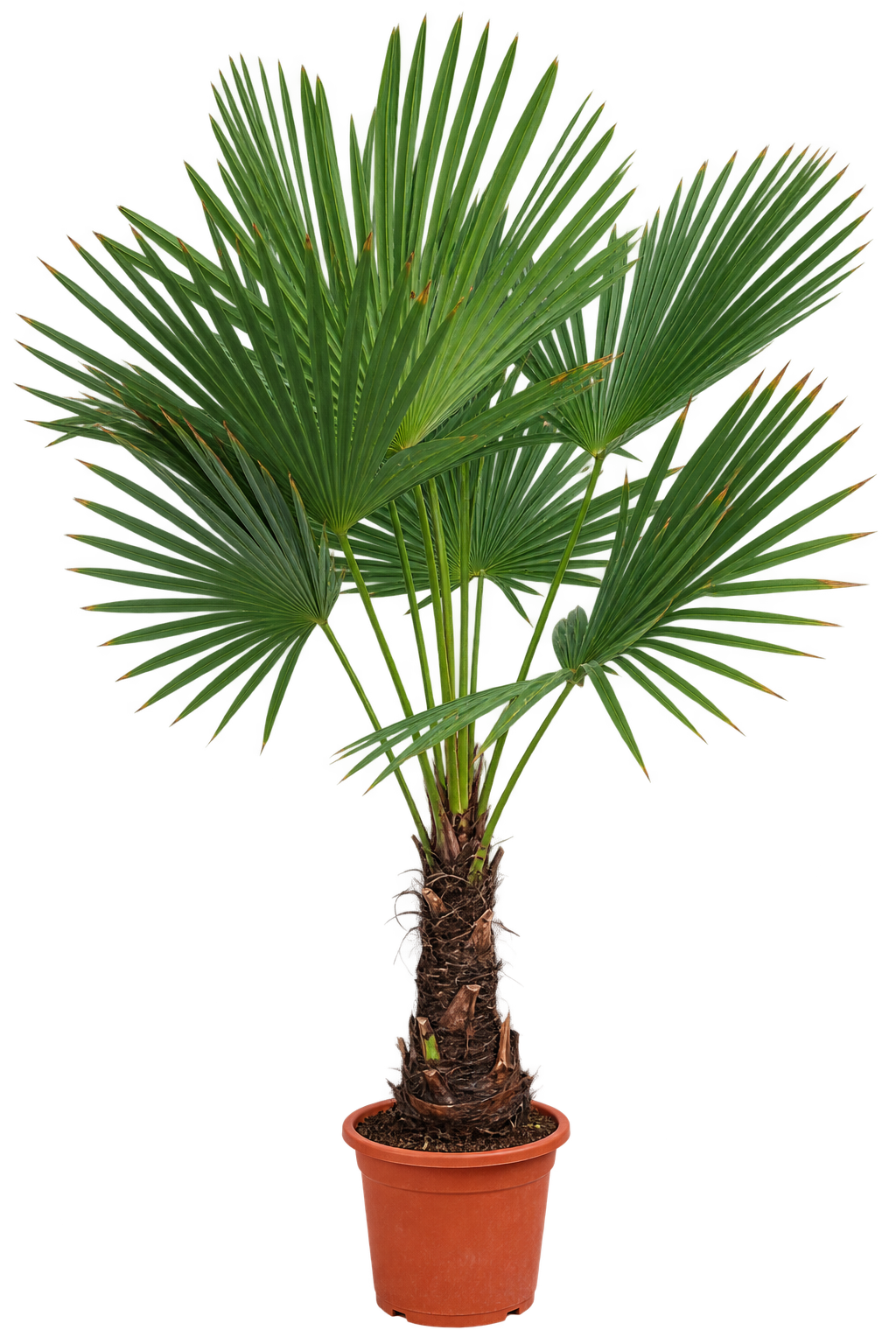 Chinesische Hanfpalme 160–220 cm mit XXL-Stamm ca. 40 cm – Trachycarpus fortunei, winterharte Fächerpalme