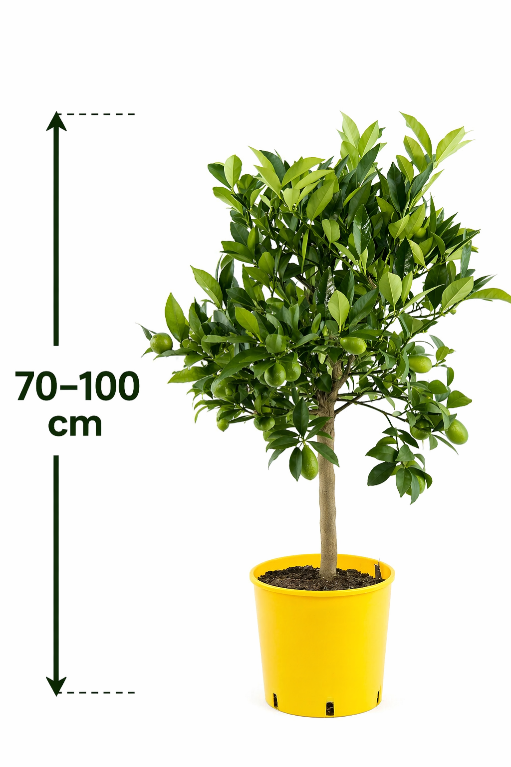 Italienische Limequat Eustis 70-100 cm – Citrus x floridana | Zwerglimette Zitrusbaum winterhart Kübelpflanze