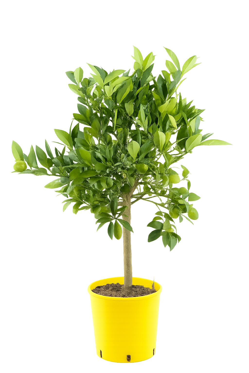 Italienische Limequat Eustis 70-100 cm – Citrus x floridana | Zwerglimette Zitrusbaum winterhart Kübelpflanze