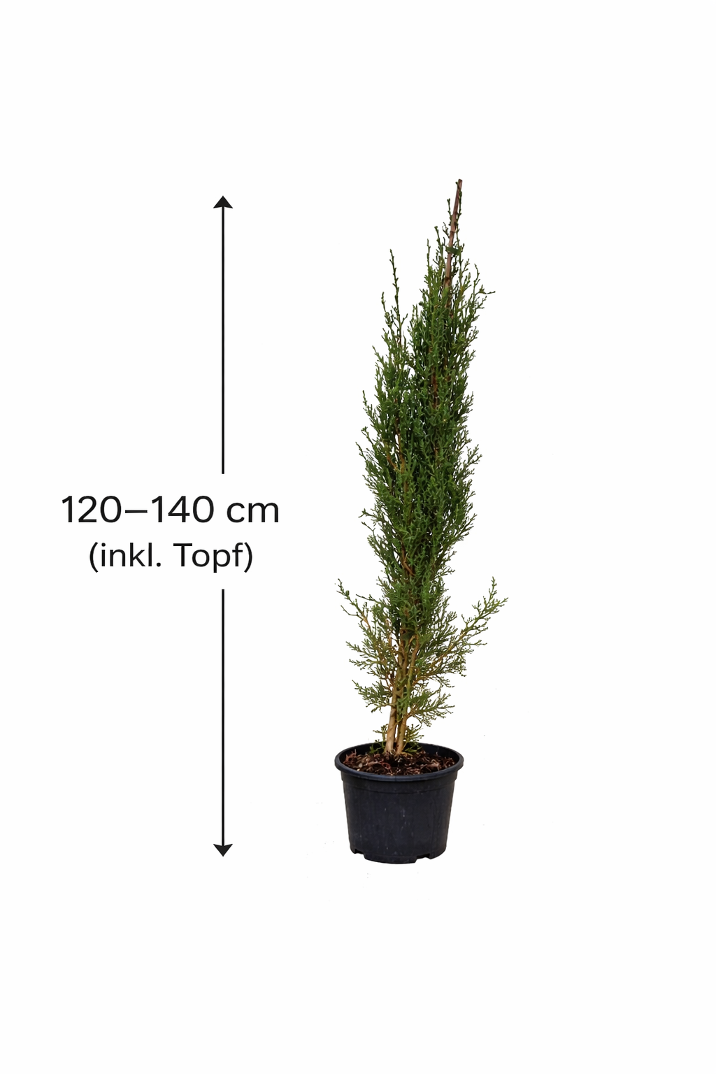 Mittelmeer-Zypresse Cupressus sempervirens Säulen-Zypresse  Echte Zypresse