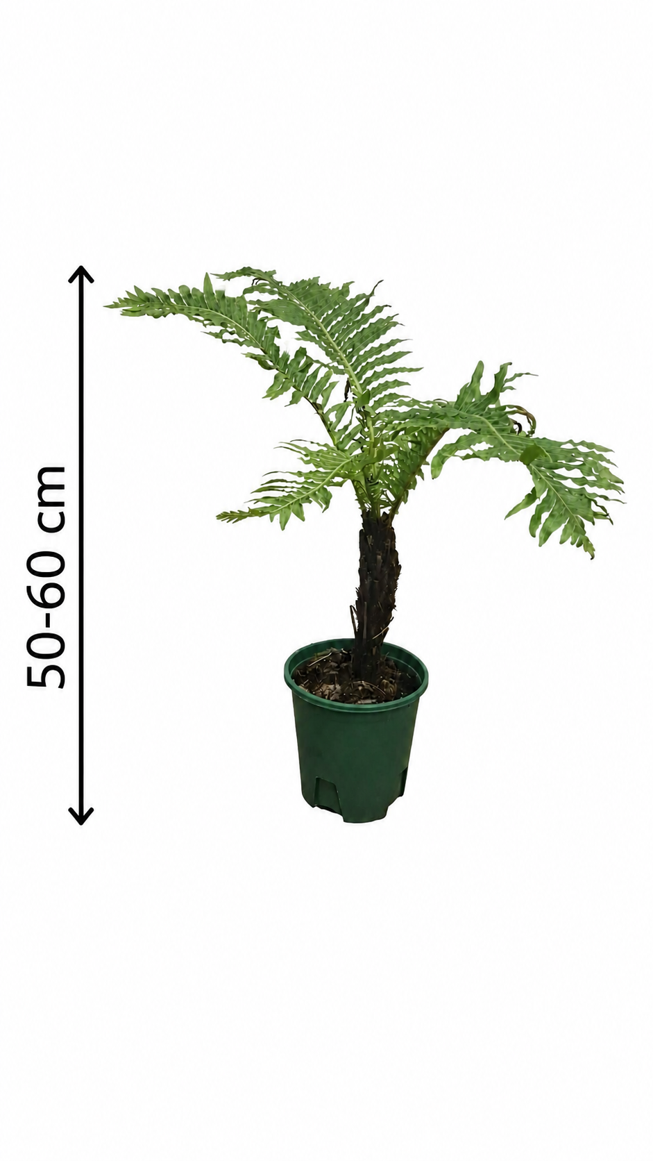 Blechnum orientale Linn 50–60 cm mit Stamm – Orientalischer Rippenfarn, tropischer Baumfarn für Zimmer & Wintergarten