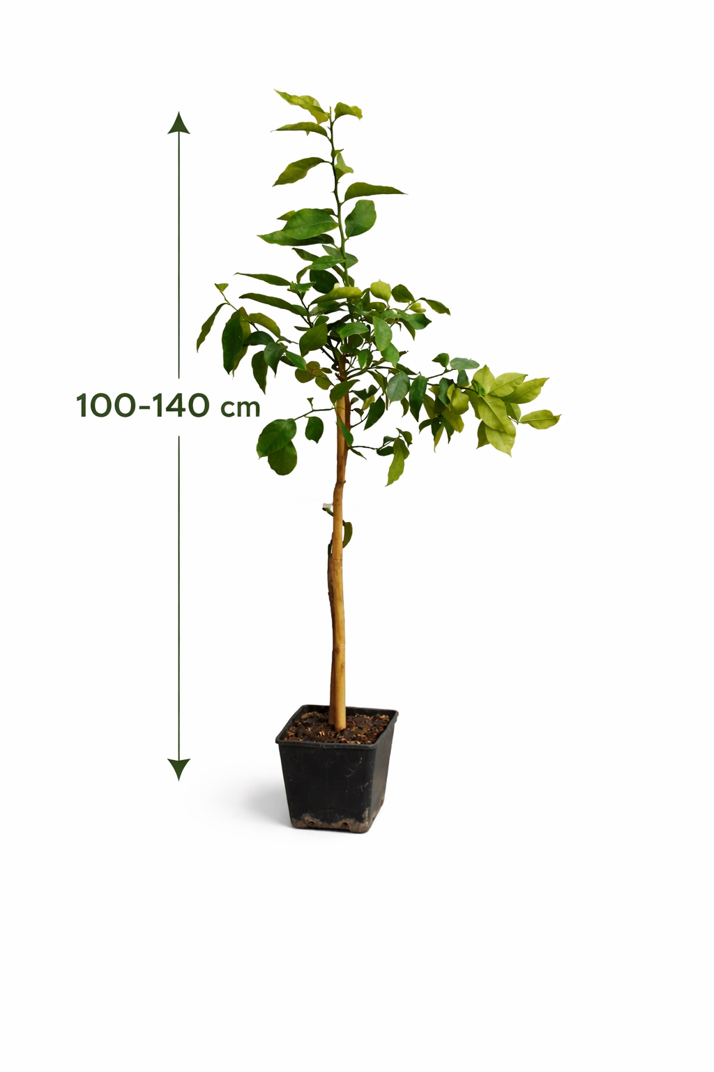 Zitronenbaum Fino 95 (Limonero Fino 95) – Mediterrane Zitruspflanze ca –  Blumen-Senf®