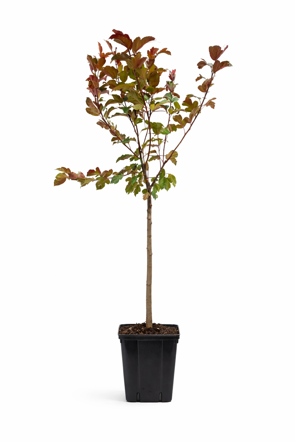 Zierapfel 'Liset' 100–120 cm – Winterharter Zierapfelbaum mit rosa Blüte & roten Früchten | Malus Liset im Topf