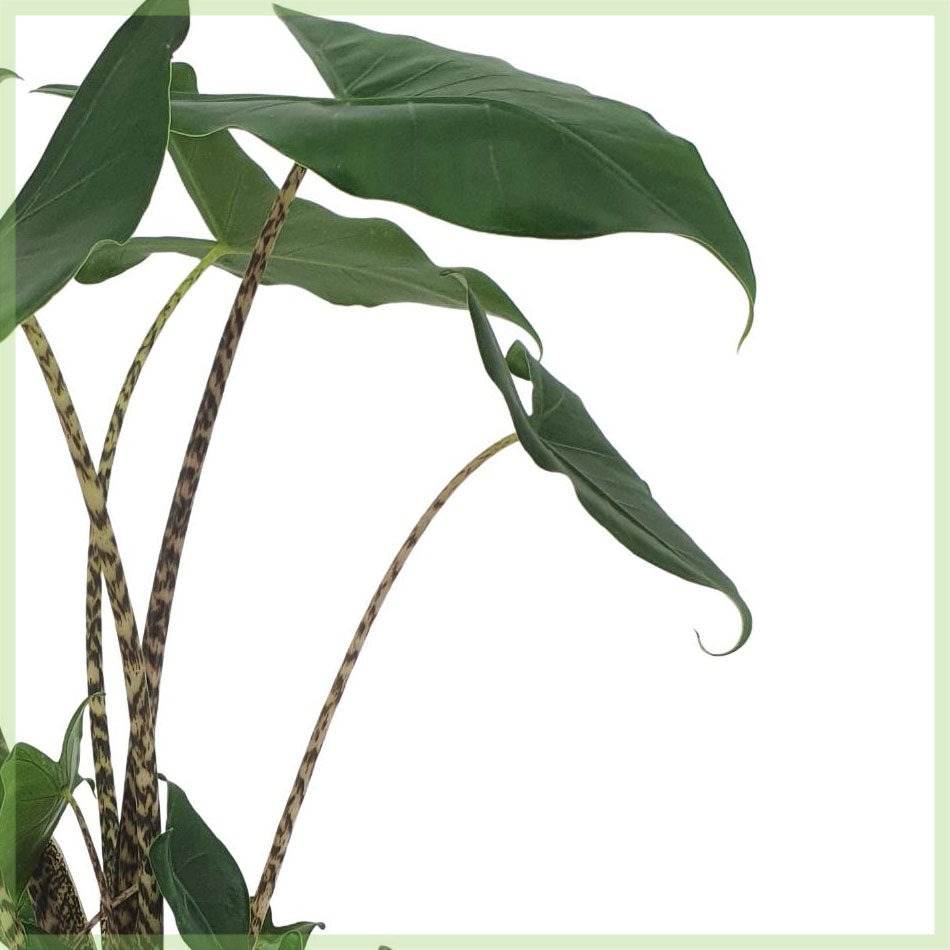 Alocasia zebrina Siberian Tiger ca. 80 cm Elefantenohr Grünpflanze Zimmerpflanze