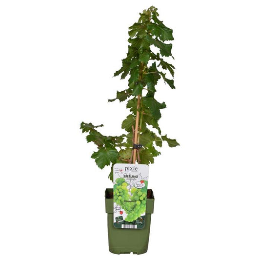 Vitis Pixie ‚Riesling‘ – Zwerg-Weinrebe, kompakt 50–70 cm, winterharte Mini-Weintraube für Garten & Kübel