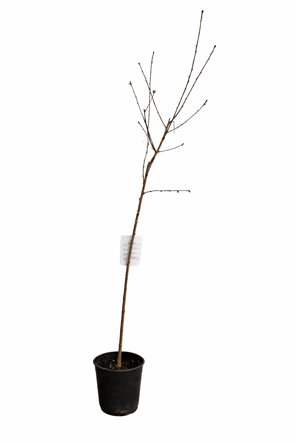 Prunus persica Red Haven Pfirsichbaum 140-180 cm winterhart saftiger Pfirsichbau