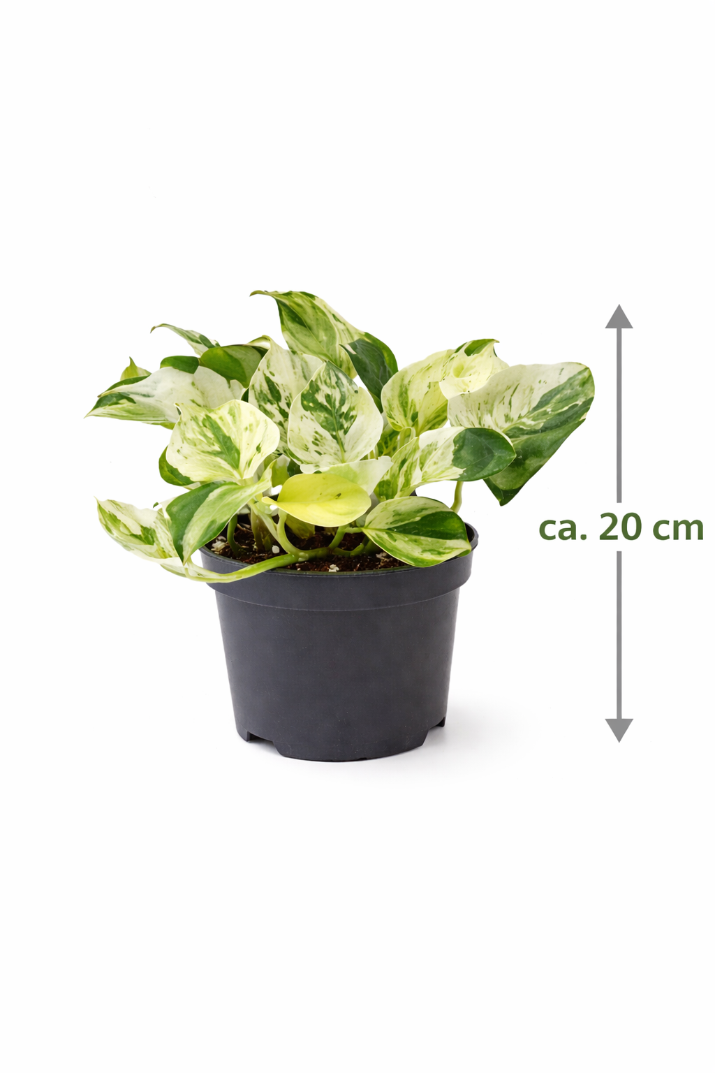 Epipremnum Happy Leaf Ø12 cm – Efeutute Zimmerpflanze ca. 20 cm hoch –  pflegeleichte Grünpflanze für Wohnung & Büro
