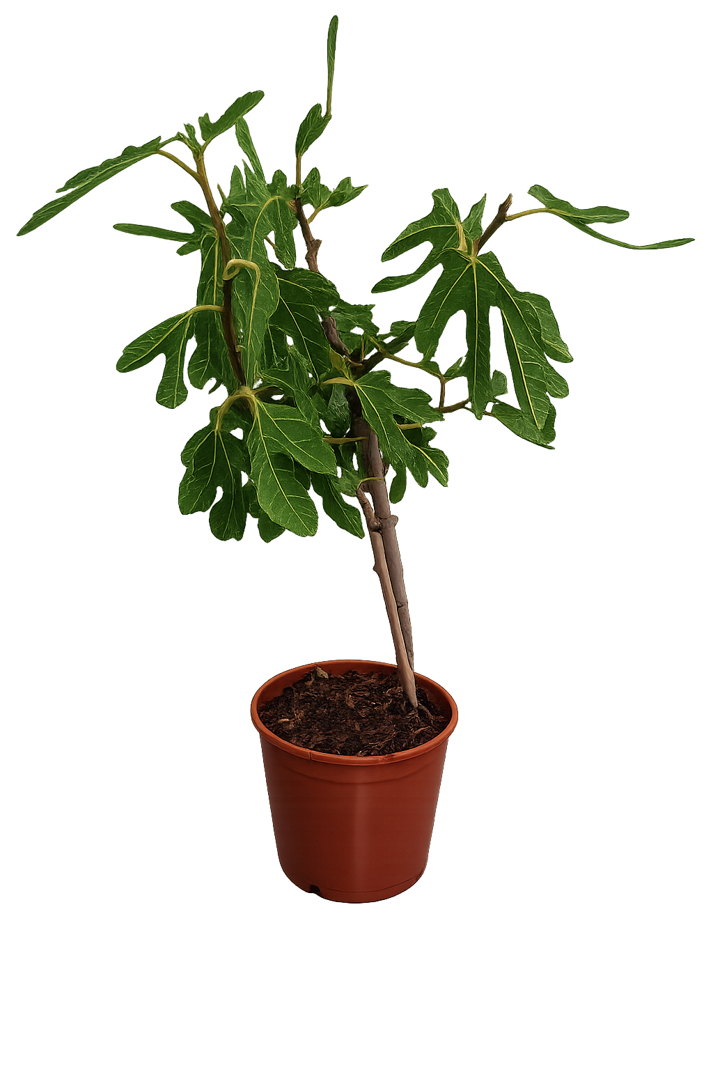 Feigenbaum ‘Noire de Caromb’ 70–100 cm – Ficus carica, winterharte schwarze Feige, mediterraner Obstbaum