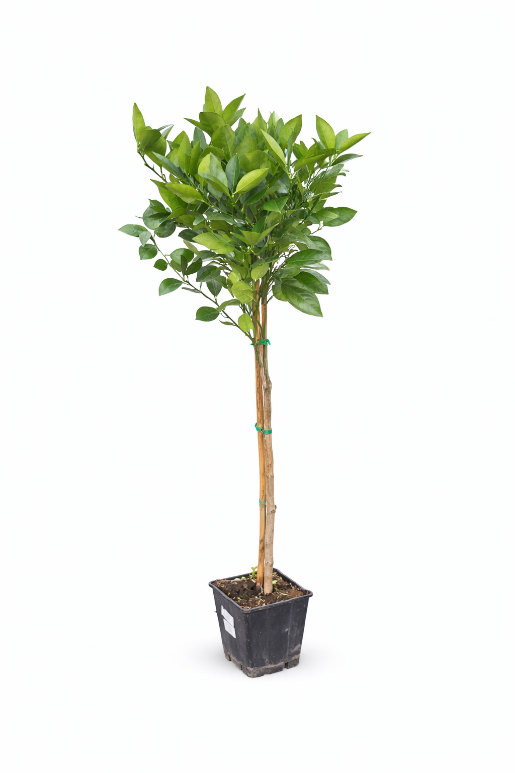Orangenbaum Citrus Sinensis Valencia 120-140 cm – Apfelsine Pflanze für deinen Garten