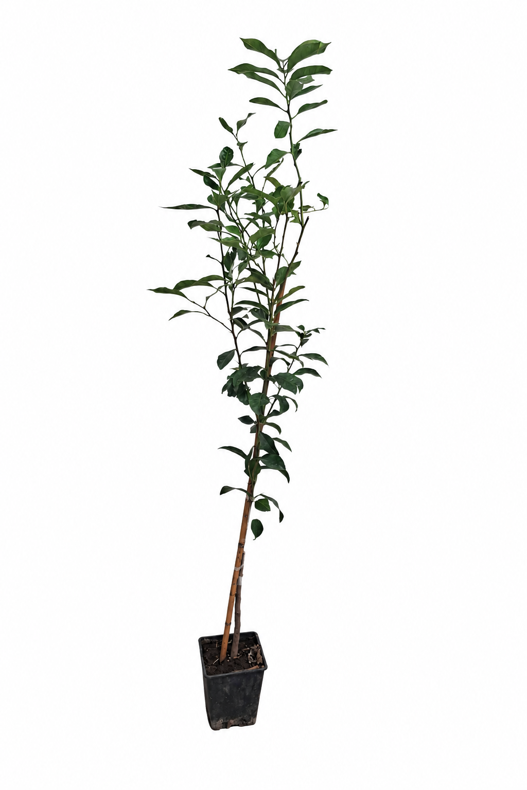 Zitronenbaum 120–140 cm Citrus limon Fino 49 echtes Zitronenbäumchen Mediterraner Zitrusbaum Stämmchen
