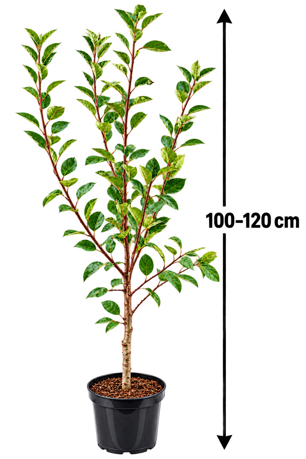 Malus domestica ‘Summerred’ 100–120 cm – Sommerapfel, früh reifender Apfelbaum mit rot-gelben Früchten
