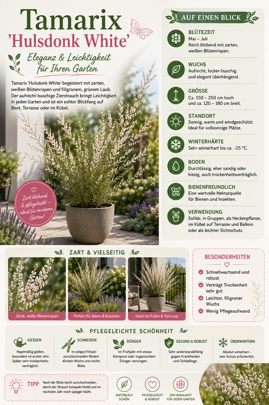 Tamarix 'Hulsdonk White' 40–60 cm – Weiße Tamariske | Winterharter Blütenstrauch für Garten, Hecke & Kübel
