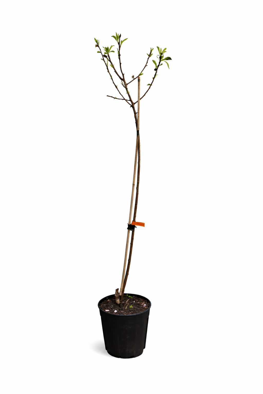 Plattpfirsich Tabacchiera - Prunus Persica - Flachpfirsichbaum / Tellerpfirsich | Obstbaum 100–140 cm