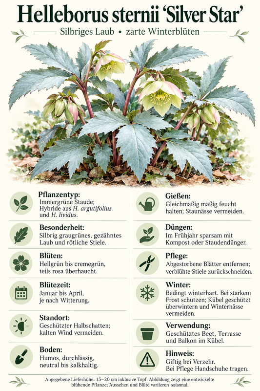 Helleborus × sternii ‘Silver Star’ – Nieswurz mit silbrigem Laub, immergrüne Blütenstaude für Garten & Kübel – 15–20 cm inkl. Topf