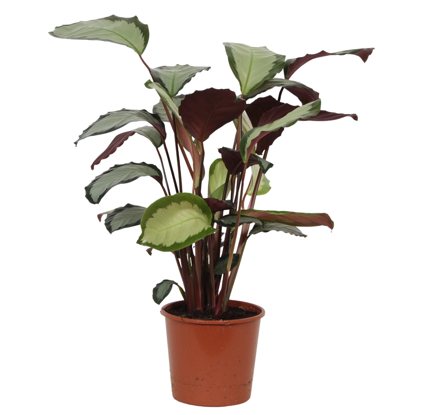 Calathea picturata 'Argentea' ca. 40 cm - Korbmarante - Grünpflanze - Zimmerpflanze - Haustierfreundlich