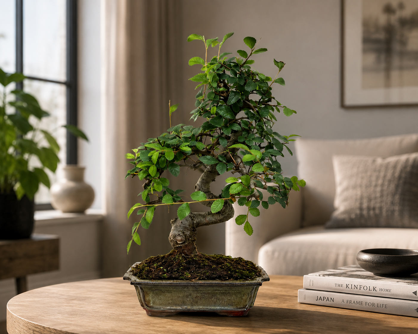 Zelkova parvifolia Bonsai ca. 35 cm – Chinesische Ulme, Indoor Bonsai, 9 Jahre alt inkl. Untersetzer