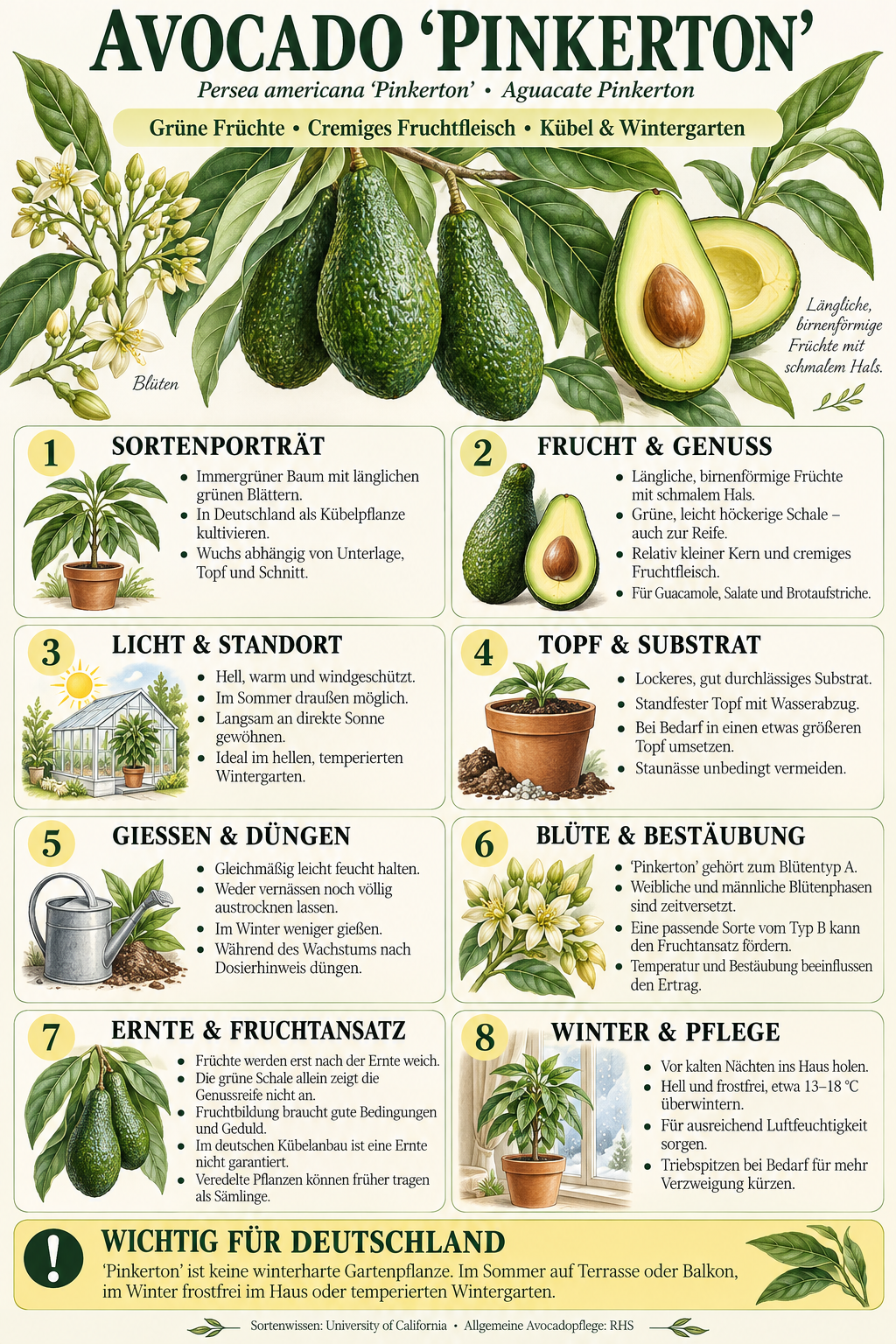Avocadobaum ‘Pinkerton’ – Avocado-Pflanze (Persea americana) für Kübel, Balkon & Wintergarten – 150–200 cm inkl. Topf