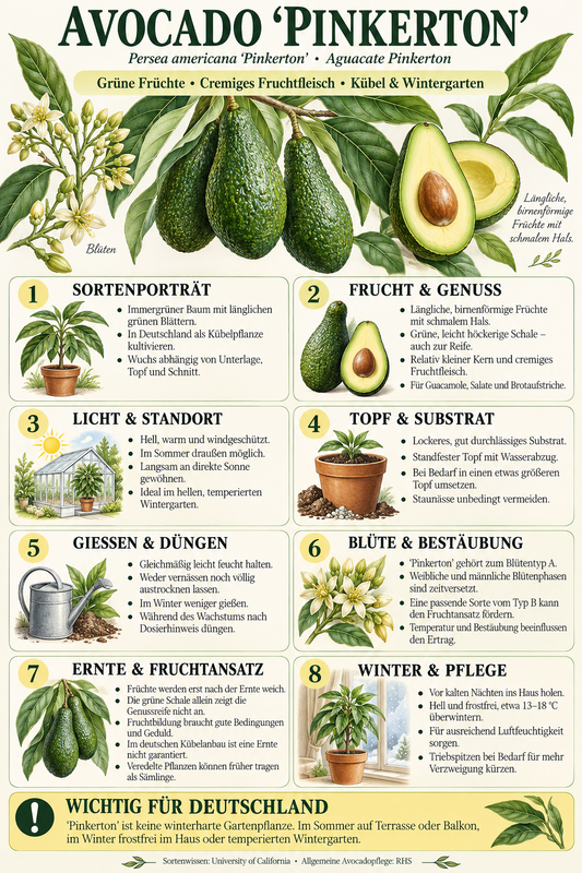 Avocadobaum ‘Pinkerton’ – Avocado-Pflanze (Persea americana) für Kübel, Balkon & Wintergarten – 150–200 cm inkl. Topf
