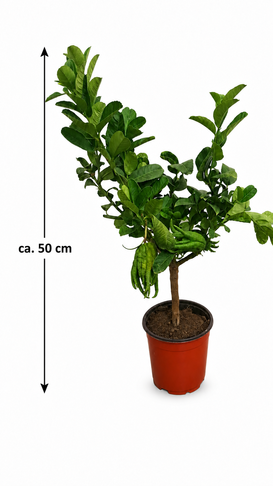 Buddhas Hand Zitronenbaum als Stämmchen ca. 50 cm – Citrus medica, Fingerzitrone & exotische Zitruspflanze