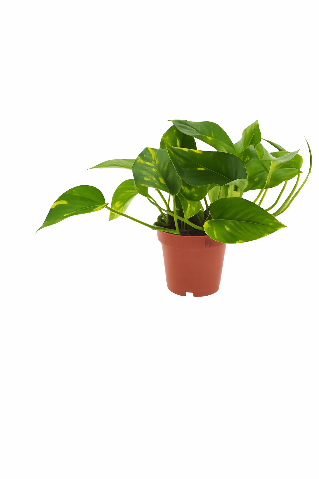 rank zimmerpflanzen Epipremnum aureum (Efeutute / Goldene Efeutute) – Pflegeleichte Rank- & Hängepflanze – Zimmerpflanze im Topf Ø 12 cm – Gesamthöhe ca. 20 cm