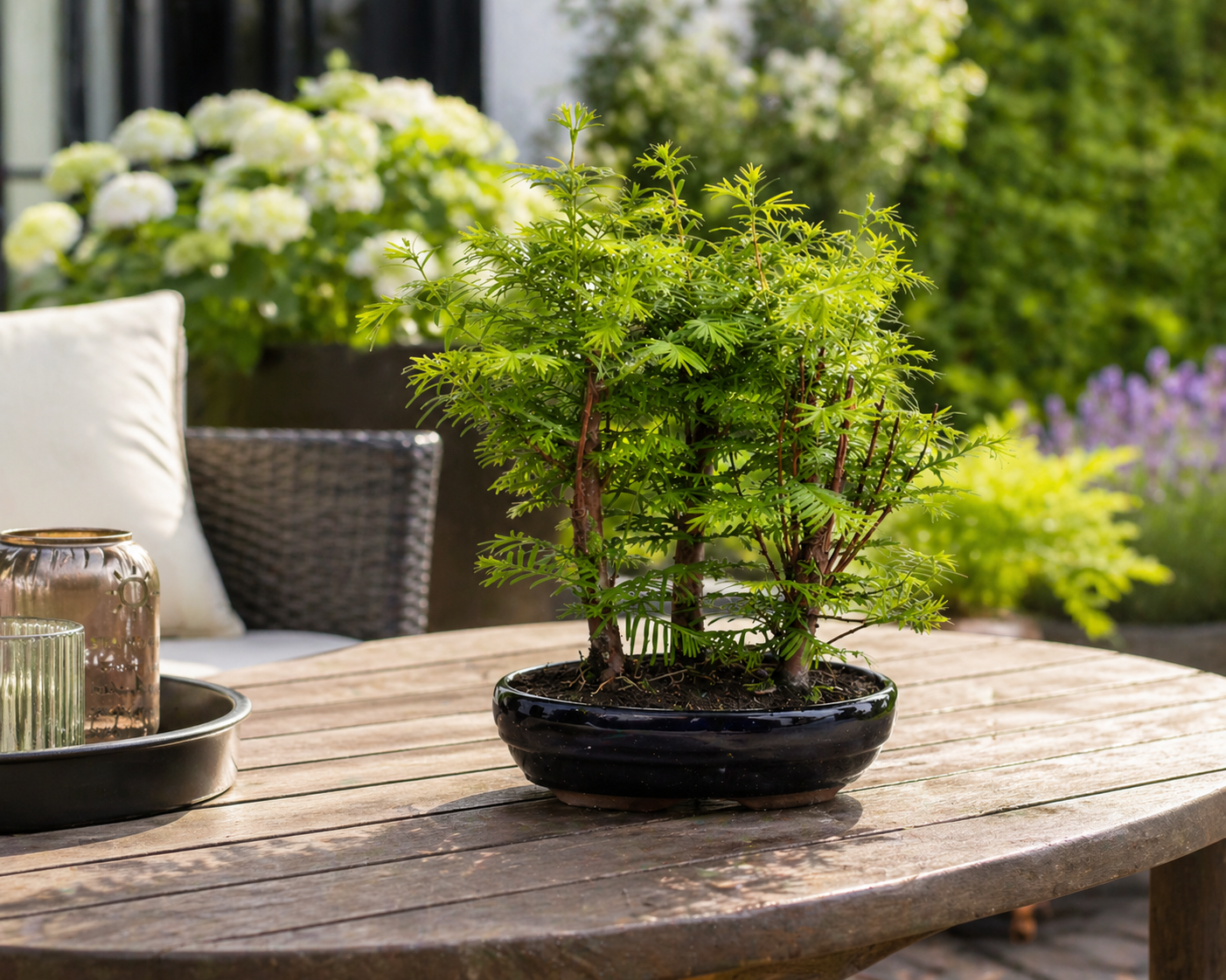 Outdoor Bonsai Urweltmammutbaum (Metasequoia) ca. 30 cm – winterhart, pflegeleicht, Mini Baum für Garten & Balkon