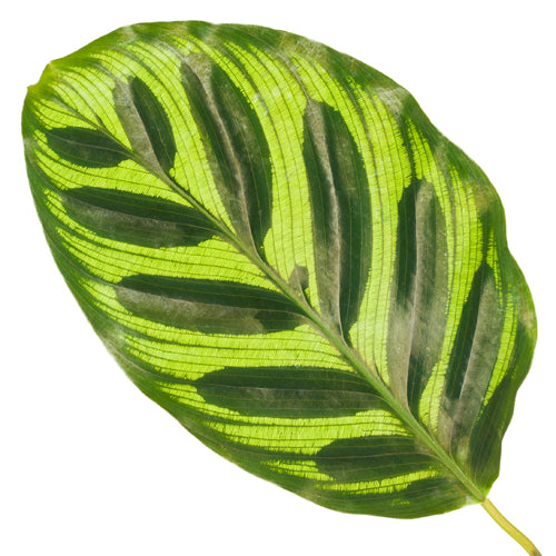 Calathea Makoyana 30-40 cm - Pfauen-Korbmarante - Zimmerpflanze - Grünpflanze - Haustierfreundlich