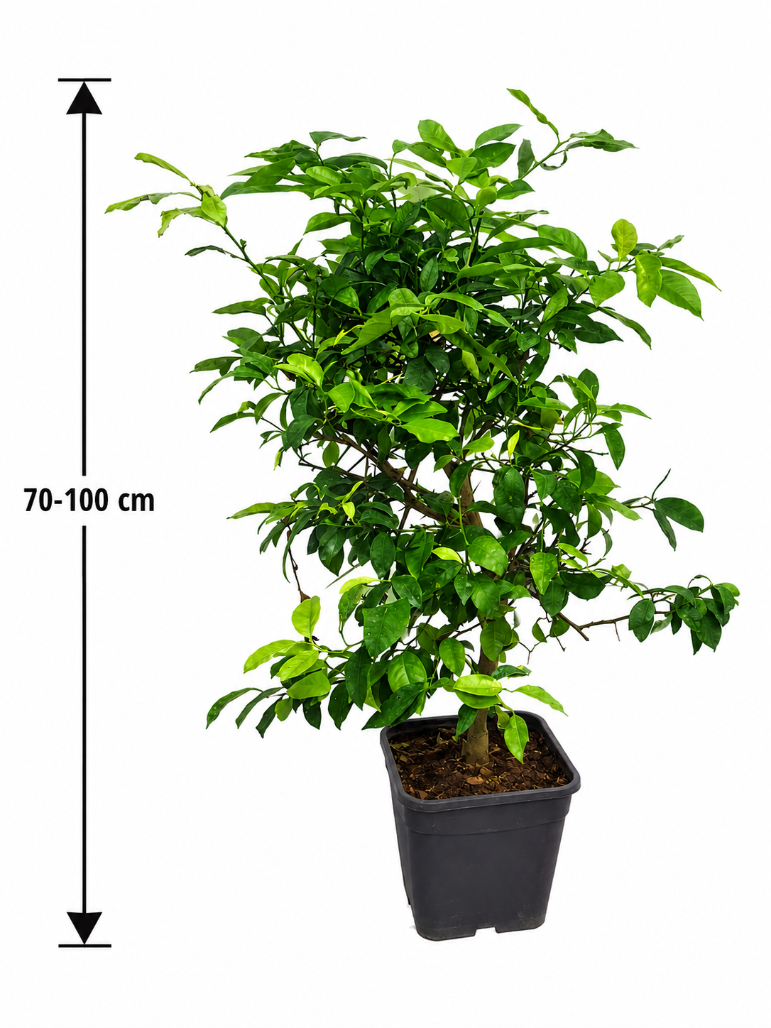 Rangpur Limette Lima Rossa 70–100 cm – Citrus limonia – Rote Limette – exotischer Zitrusbaum für Balkon, Terrasse & Wintergarten