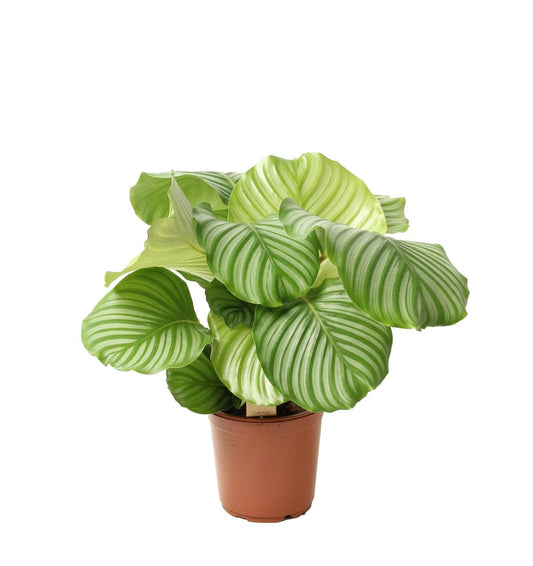 Calathea orbifolia ca. 80 cm - Korbmarante - Zimmerpflanze - Haustierfreundlich