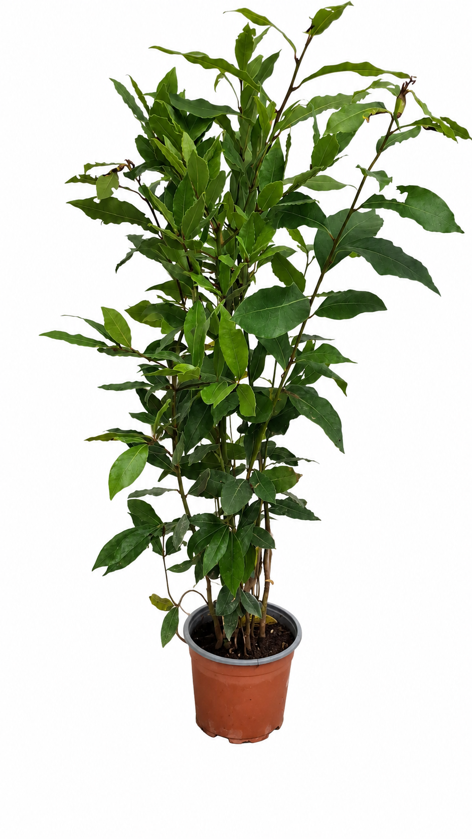 Echter Gewürzlorbeer (Laurus nobilis) – winterhart bis -10 °C, 60–80 cm inkl. Topf – aromatischer Lorbeerbaum für Garten & Küche