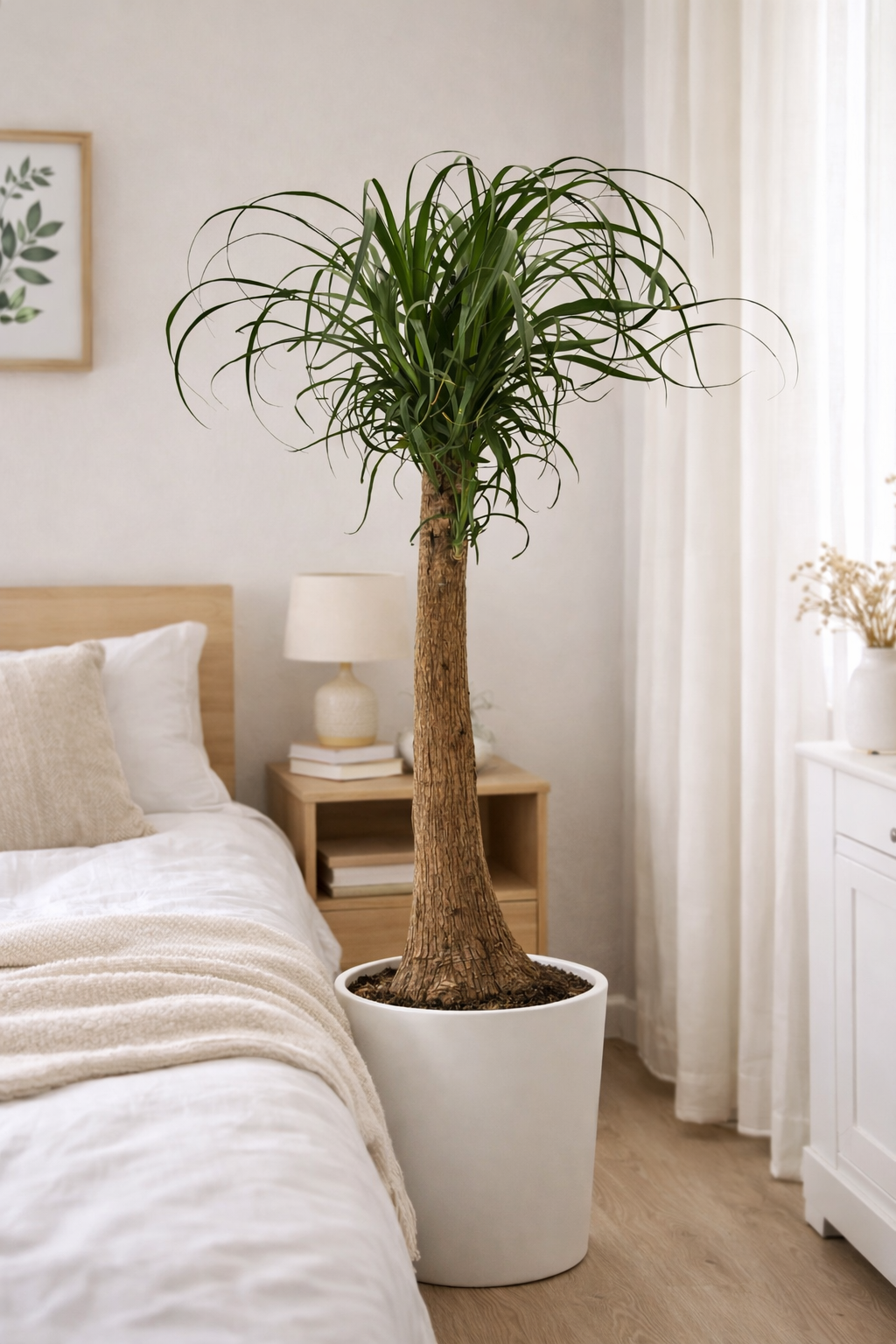 Elefantenfuß 80–100 cm – Beaucarnea recurvata