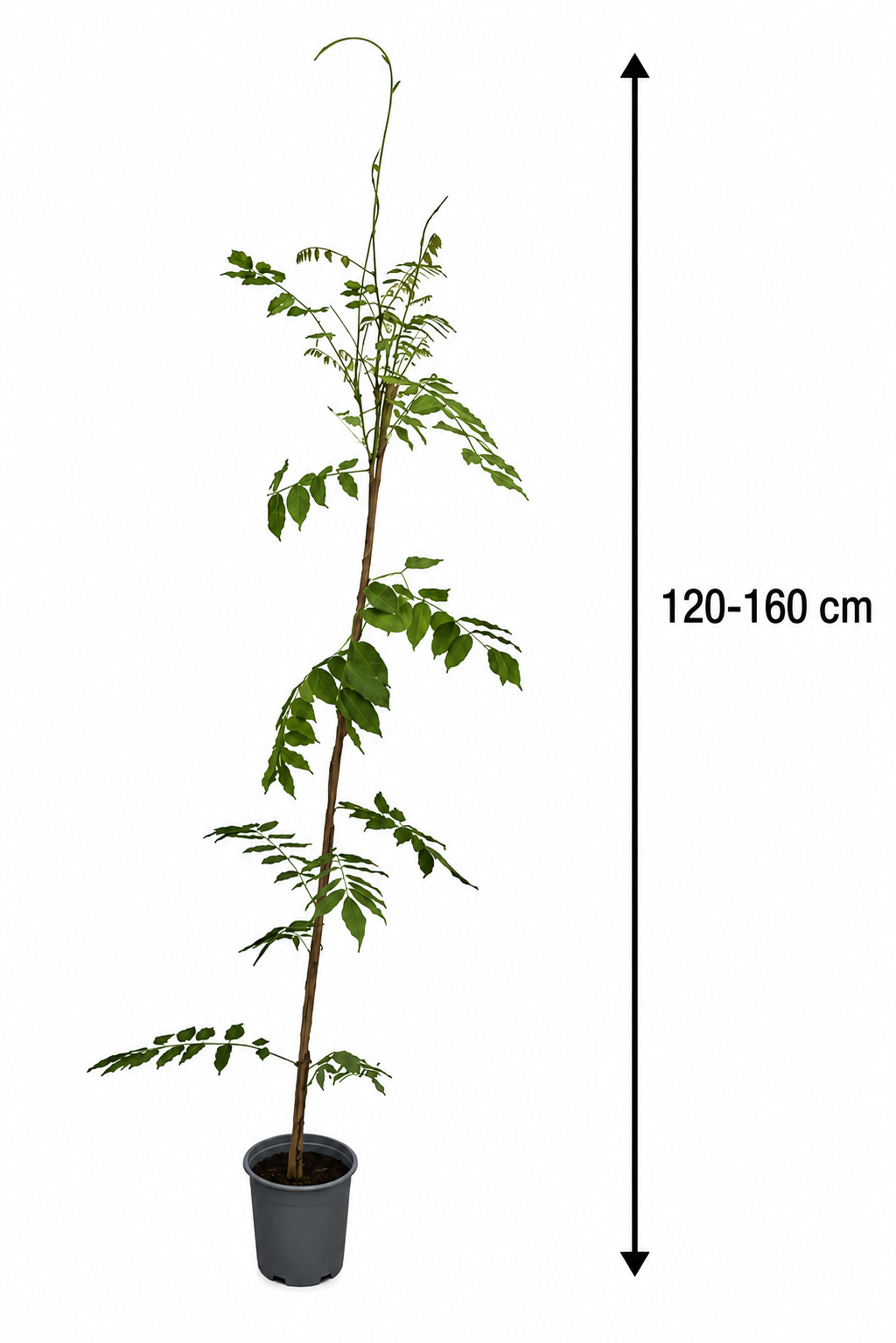Wisteria formosa 'Issai' 120–160 cm – Blauregen, Glyzinie, Kletterpflanze für Garten, Pergola, Rankhilfe & Terrasse