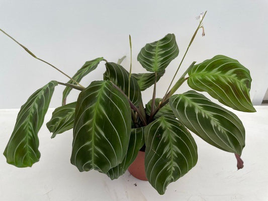 Maranta leuconeura 'Exclusive Dark' ca. 30 cm Pfeilwurz - Zimmerpflanze - Grünpflanze