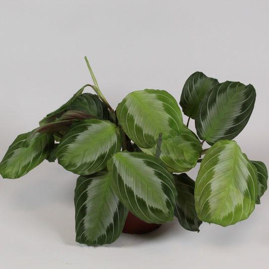 Maranta leuconeura 'Exclusive Grey' ca. 30 cm Pfeilwurz - Zimmerpflanze - Grünpflanze