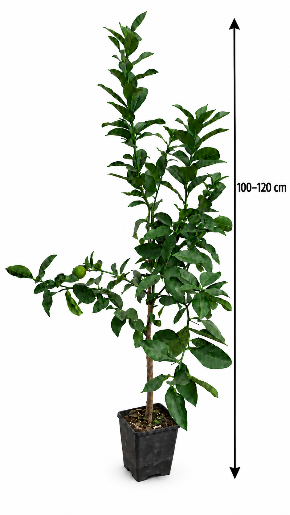 Limone Femminello Siracusano 2KR Zitronenbaum 100–120 cm – Sizilianische Zitrone für Terrasse und Wintergarten