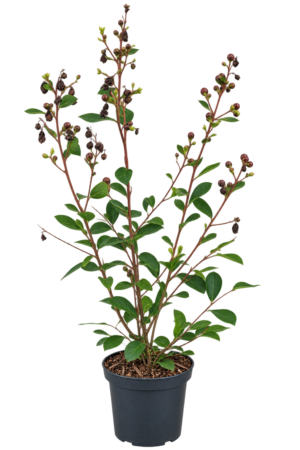 Lagerstroemia indica Red Imperator 40–60 cm – Rote Kreppmyrte – Flieder des Südens für Garten, Kübel und Terrasse