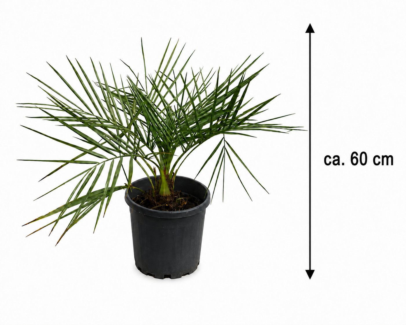 Jubaea chilensis Honigpalme ca. 60 cm – Chilenische Honigpalme, Exotische Palme für Garten, Terrasse & Kübel